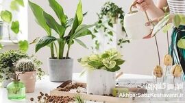 گیاهان خانگی خود را با مواد طبیعی تقویت کنید