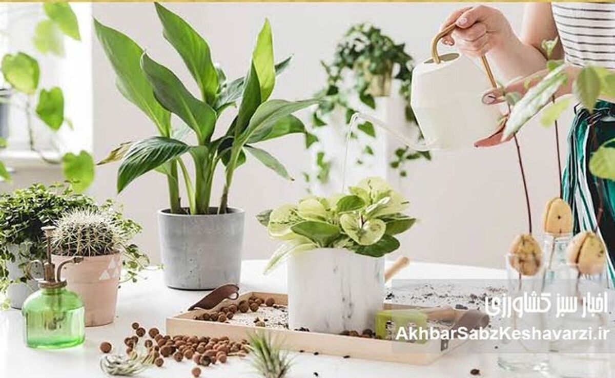 گیاهان خانگی خود را با مواد طبیعی تقویت کنید