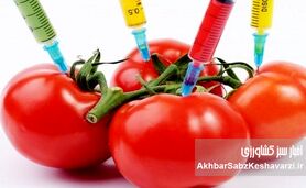 تراریخته‌ها و ترس ایرانی‌ها؛ وقتی نگرانی سلامت بر تصمیم خرید غلبه می‌کند