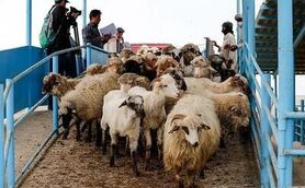کاهش ۳۰ درصدی قیمت دام زنده؛ گوشت چرا ارزان نشد؟
