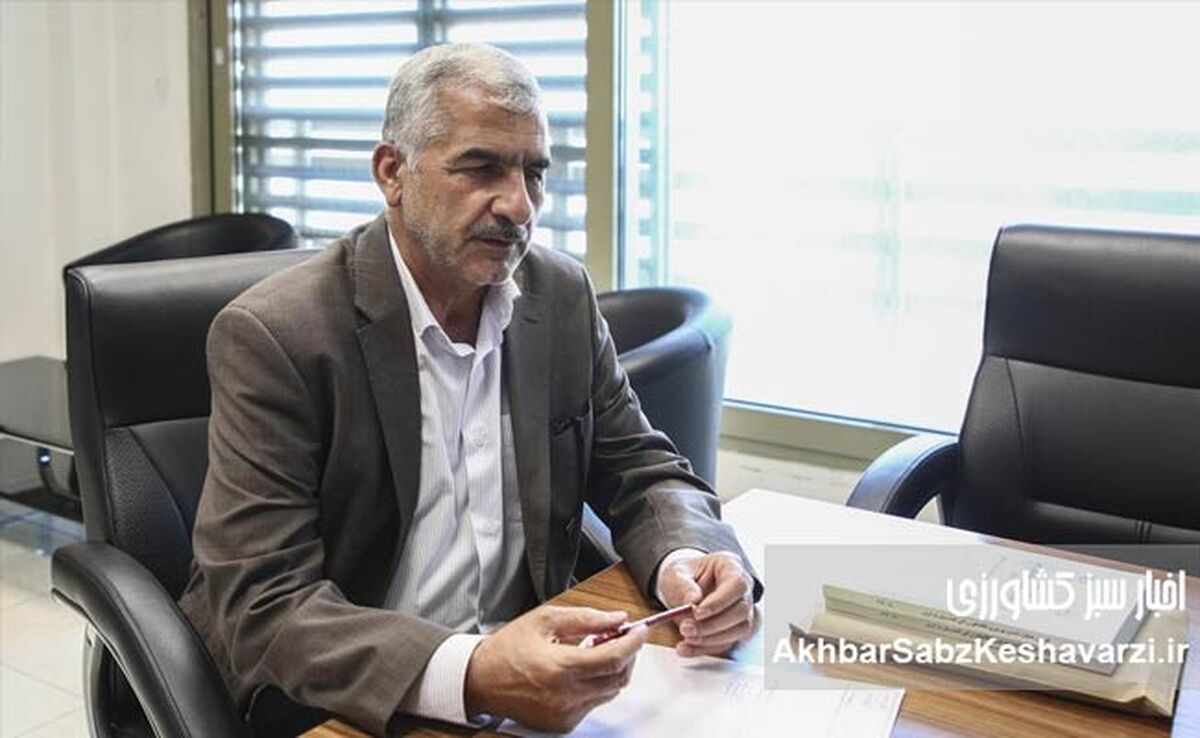 تأخیر در اعلام قیمت گندم به سود کشاورزان است