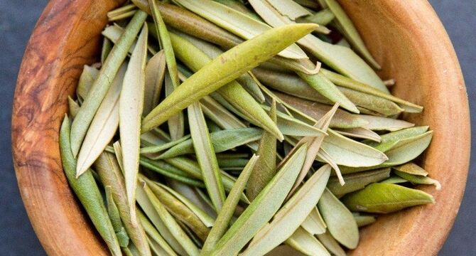 فواید برگ زیتون برای سلامتی و تأثیر آن بر فشارخون و چربی‌خون