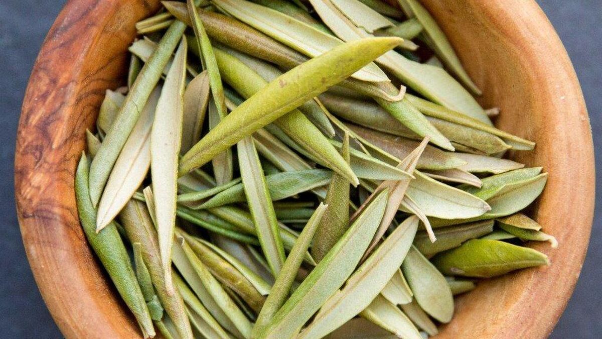 فواید برگ زیتون برای سلامتی و تأثیر آن بر فشارخون و چربی‌خون