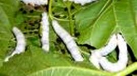نوغانداری؛ فعالیت کم‌هزینه و پربازده برای توسعه اشتغال روستایی
