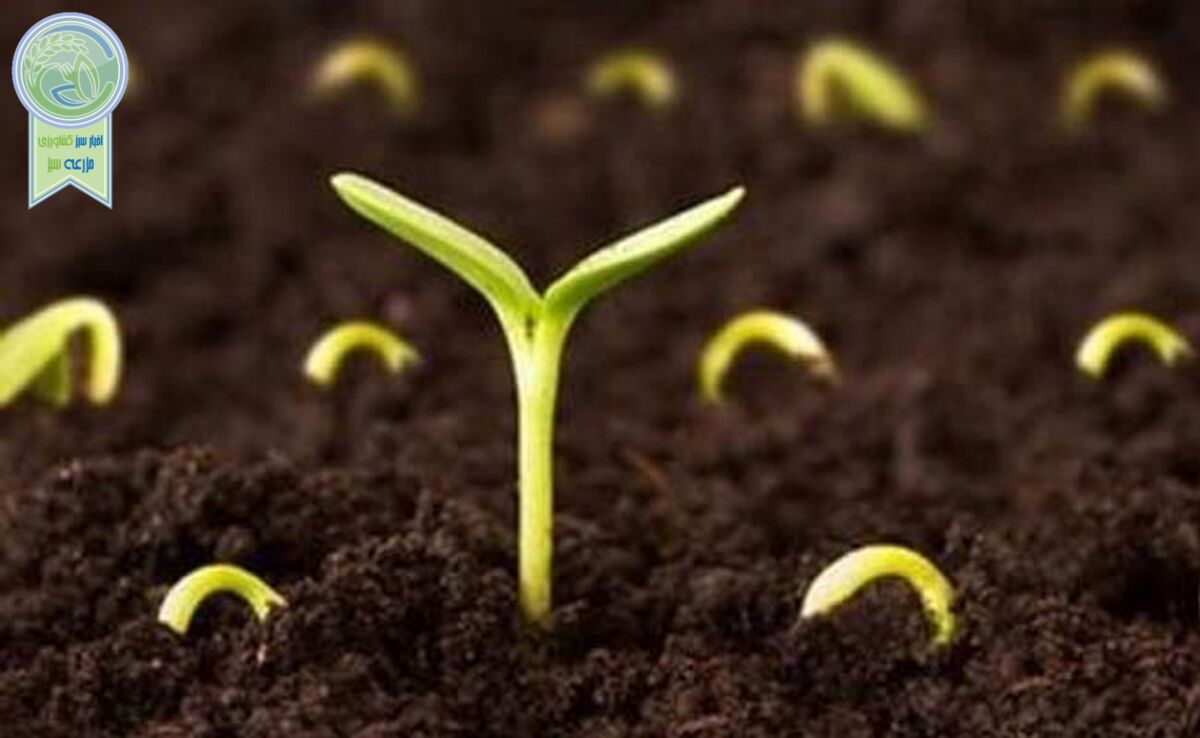 تولید بذرهای پوشش‌دار با ترکیبات غذایی و جذب‌کنندگی

