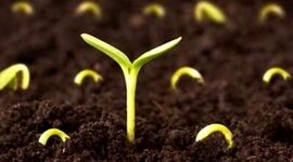 تولید بذرهای پوشش‌دار با ترکیبات غذایی و جذب‌کنندگی


