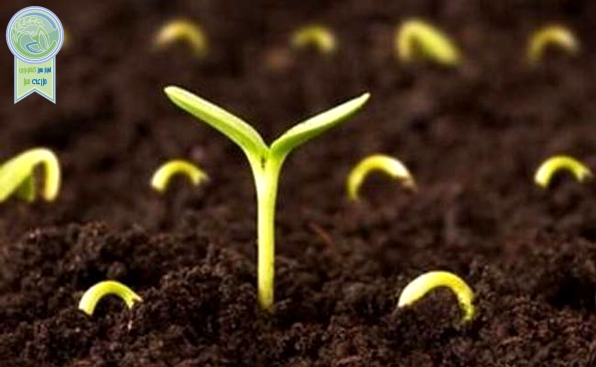 تولید بذرهای پوشش‌دار با ترکیبات غذایی و جذب‌کنندگی

