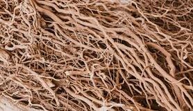گیاه کاوا چیست و آیا مصرف آن خطر دارد؟
