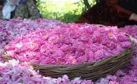 سهم یک درصدی ایران از بازار جهانی گل محمدی

