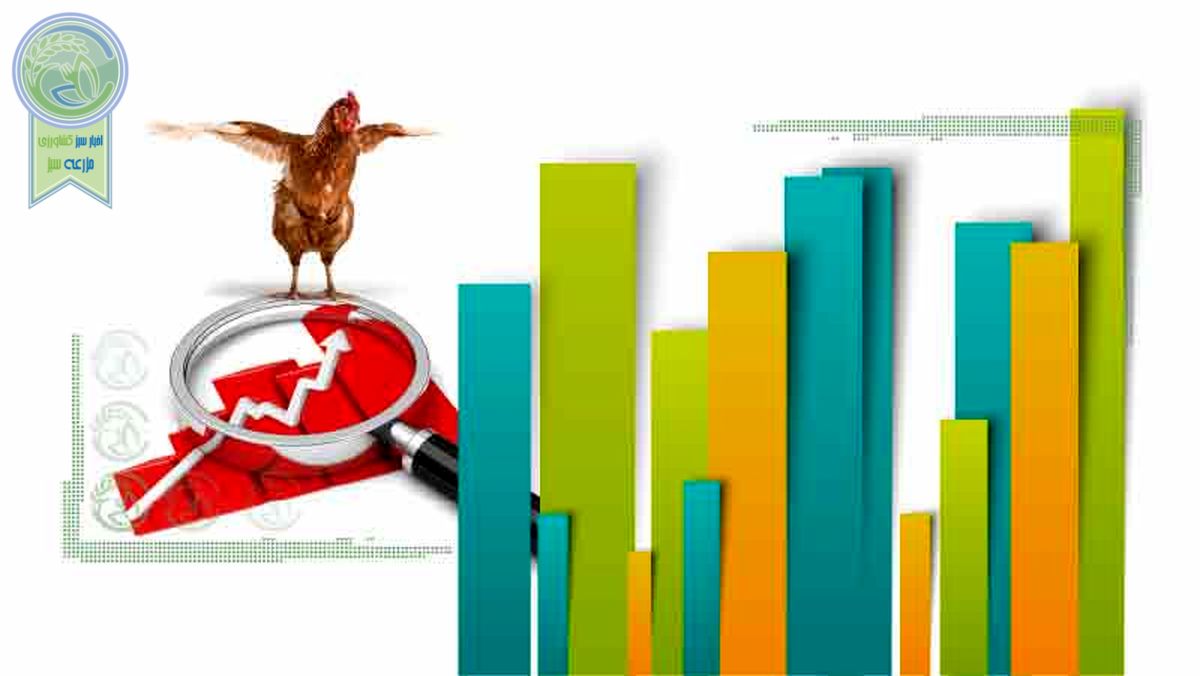 رشد 800درصدی تولید مرغ در جهان

