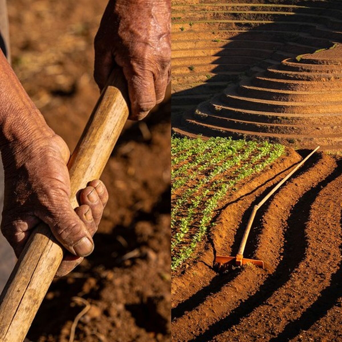 قربانی‌کردن باروری خاک پای تاوان معوقات گندم