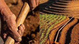 قربانی‌کردن باروری خاک پای تاوان معوقات گندم