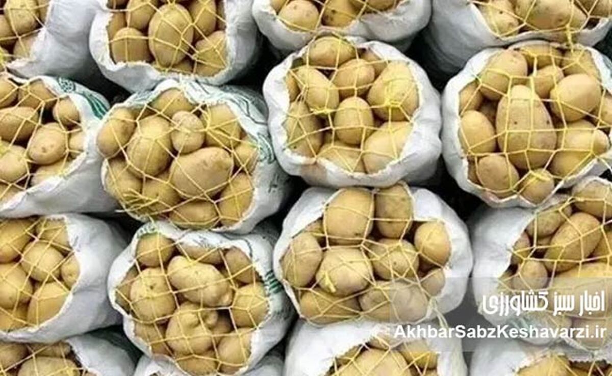 وضعیت جنگی بازار سیب‌زمینی؛ از ۵۰ تا ۱۵۰ هزار تومان