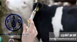 خطر تب برفکی با سروتیپ SAT1 در راه بود؛ خواب زمستانی وزارت کشاورزی و دامپزشکی کشور+ نامه