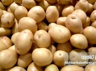 به‌هیچ‌وجه این سیب‌زمینی‌ها را نه بخر و نه مصرف کن!
