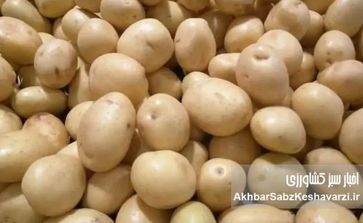 به‌هیچ‌وجه این سیب‌زمینی‌ها را نه بخر و نه مصرف کن!
