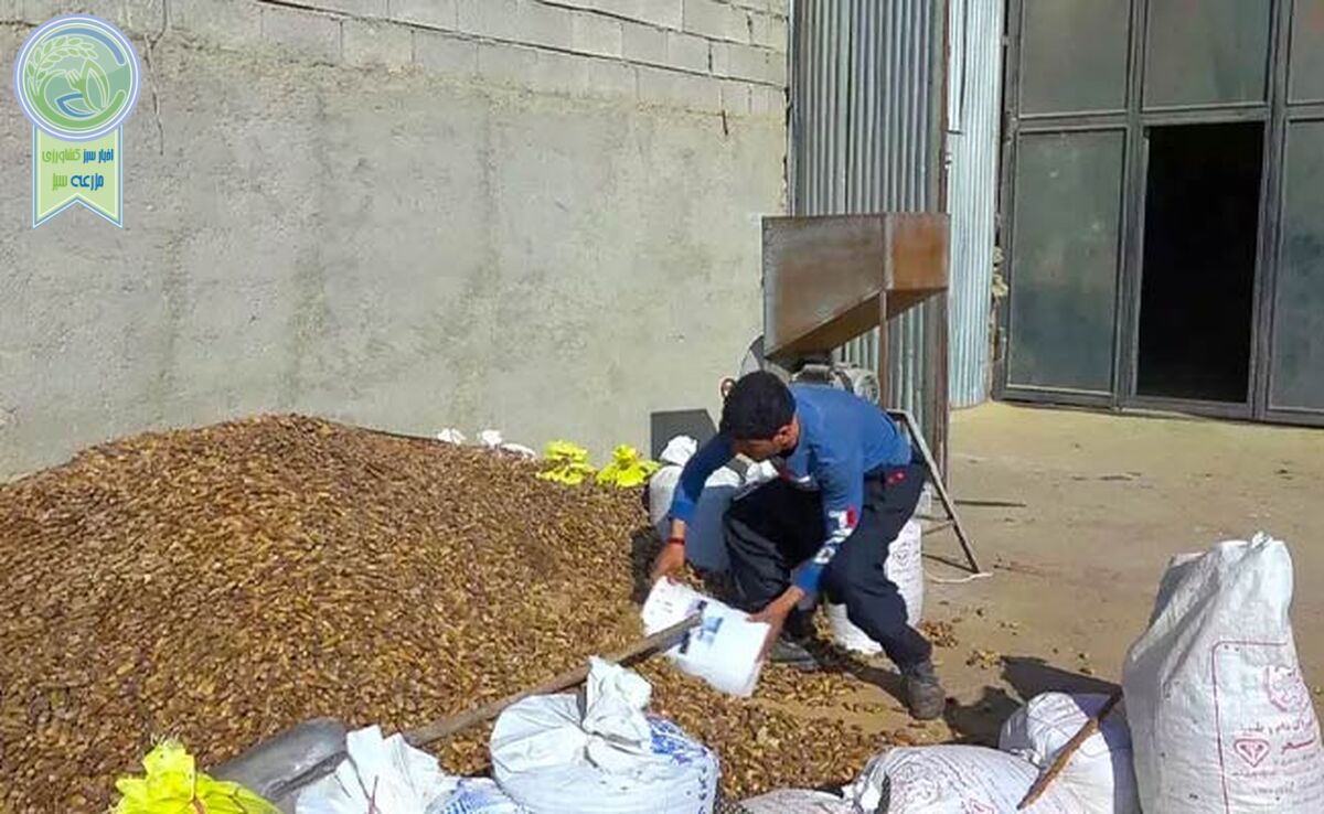 نان بلوط، بهانه جدید برداشت از زاگرس
