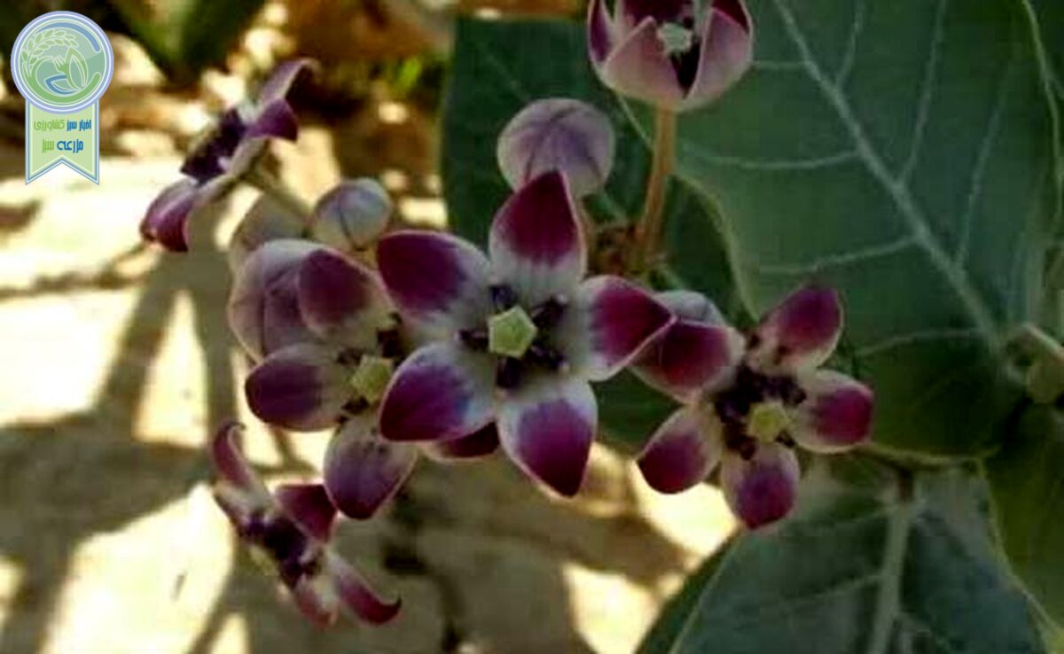 همه چیز درباره گیاه استبرق

