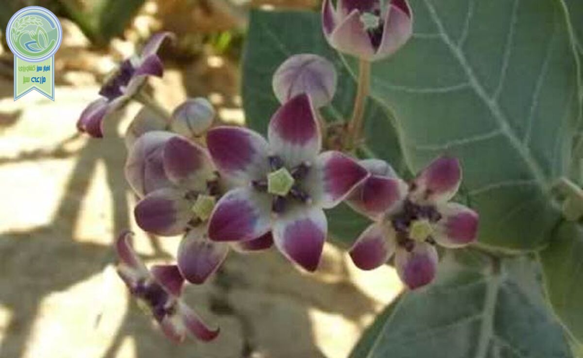 همه چیز درباره گیاه استبرق

