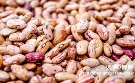 حباب قیمت لوبیا چیتی: چرا قیمت لوبیا چیتی ناگهان سر به فلک کشیده است؟