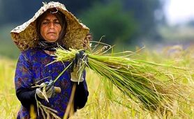 تولید ۲۱ میلیون تن غلات در ایران طی سال ۲۰۲۳