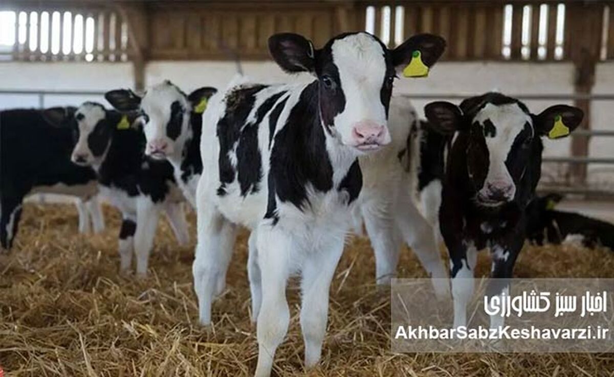 افزایش قیمت دام زنده: چرا گوساله ۱۰۰ هزار تومان گران شد؟
