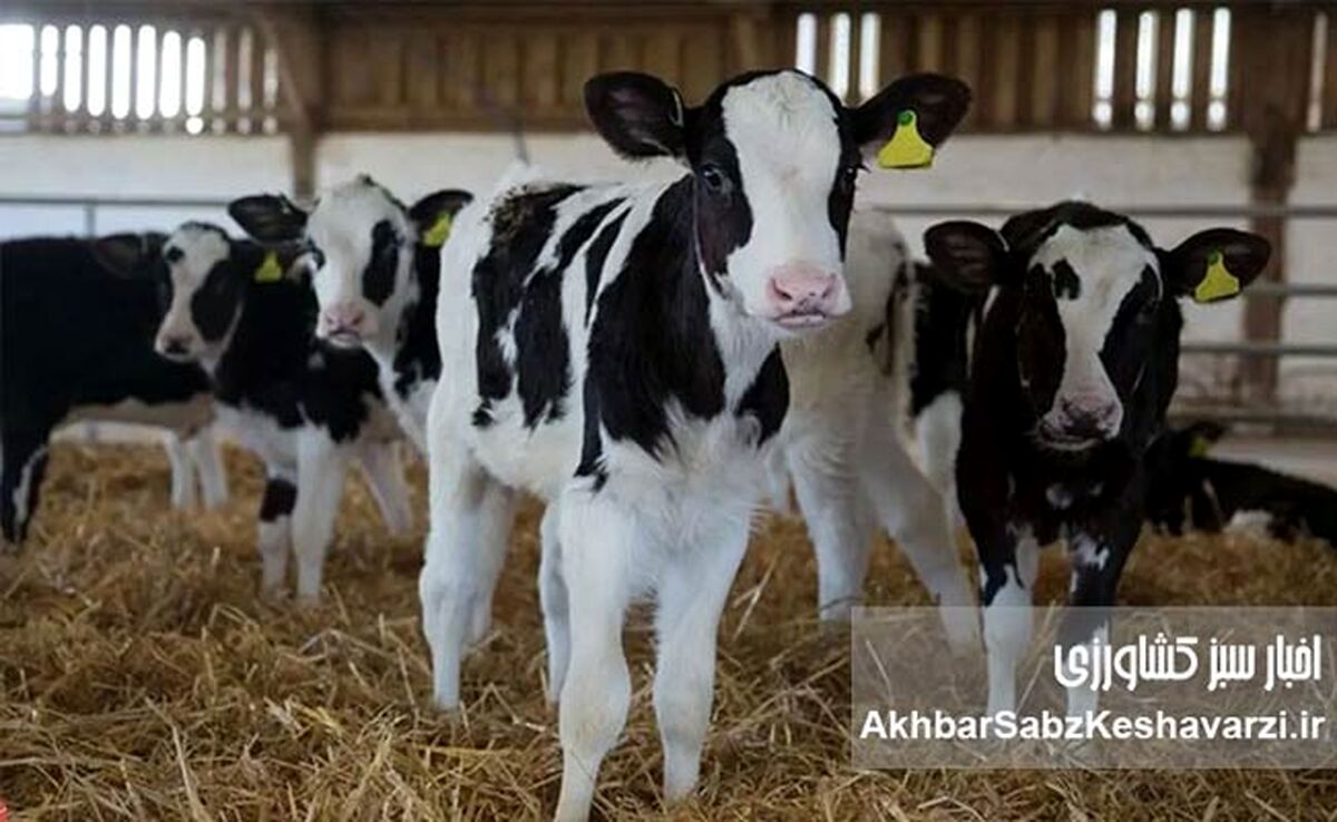 افزایش قیمت دام زنده: چرا گوساله ۱۰۰ هزار تومان گران شد؟