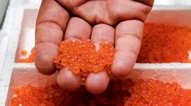 بومی‌سازی تولید «غذا و دارو»؛ پاشنه آشیل صنعت شیلات در شرایط بحرانی