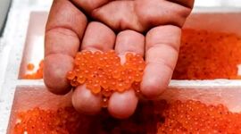 بومی‌سازی تولید «غذا و دارو»؛ پاشنه آشیل صنعت شیلات در شرایط بحرانی