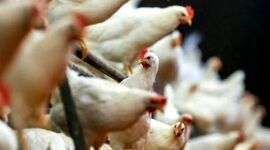 تولید مرغ ۱۵ درصد مازاد بر نیاز کشور است

