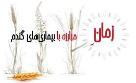 زمان مبارزه با بیماری‌های گندم+ اینفوگرافی


