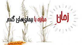 زمان مبارزه با بیماری‌های گندم+ اینفوگرافی

