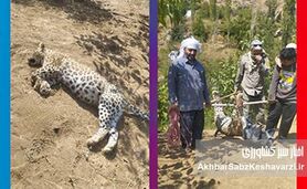 مرگ غم‌انگیز پلنگ ماده طارم سفلی؛ وقتی بی‌پولی محیط‌زیست، ایران را به قربانگاه می‌برد؟