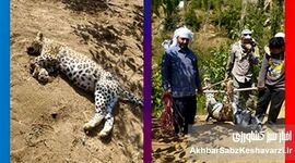 مرگ غم‌انگیز پلنگ ماده طارم سفلی؛ وقتی بی‌پولی محیط‌زیست، ایران را به قربانگاه می‌برد؟