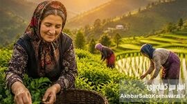 بانوان شالیزار و باغ‌های چای؛ فرشتگان سبز امنیت غذایی ایران+ ویدئو