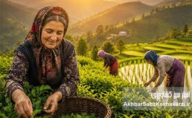 بانوان شالیزار و باغ‌های چای؛ فرشتگان سبز امنیت غذایی ایران+ ویدئو