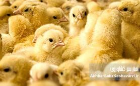 نیاز جوجه‌ریزی ماهانه به ۱۲۰ میلیون قطعه رسید؛ هشدار مرغداران درباره زیان تولید