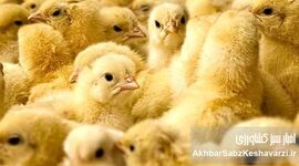 نیاز جوجه‌ریزی ماهانه به ۱۲۰ میلیون قطعه رسید؛ هشدار مرغداران درباره زیان تولید