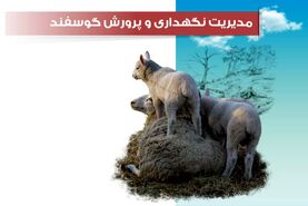 ​مدیریت تغذیه گوسفند

