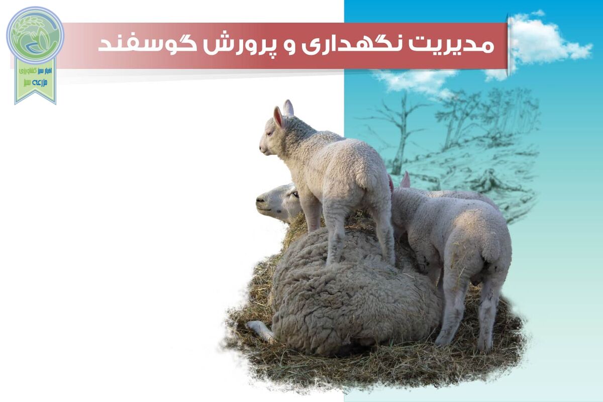 ​مدیریت تغذیه گوسفند

