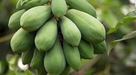 پاپایا، میوه‌ای خوشمزه و پر خاصیت+ ویدئو

