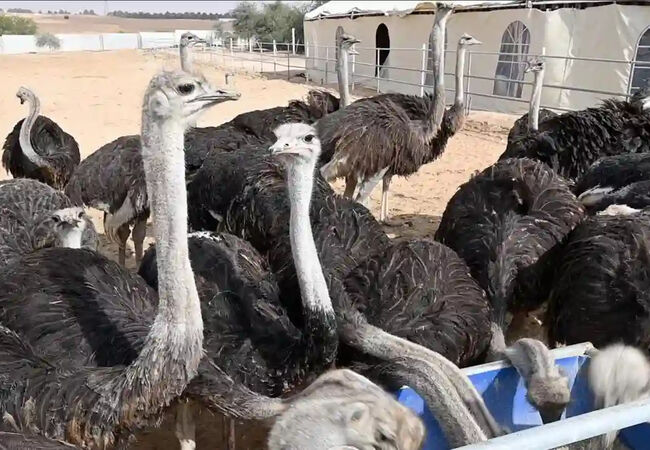 فرصت‌های اقتصادی پرورش جانوران خاص متناسب با اقلیم خشک ایران
