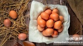 قیمت تخم مرغ در بازار؛ آیا هر عدد ۵۵۰۰ تومان منطقی است؟