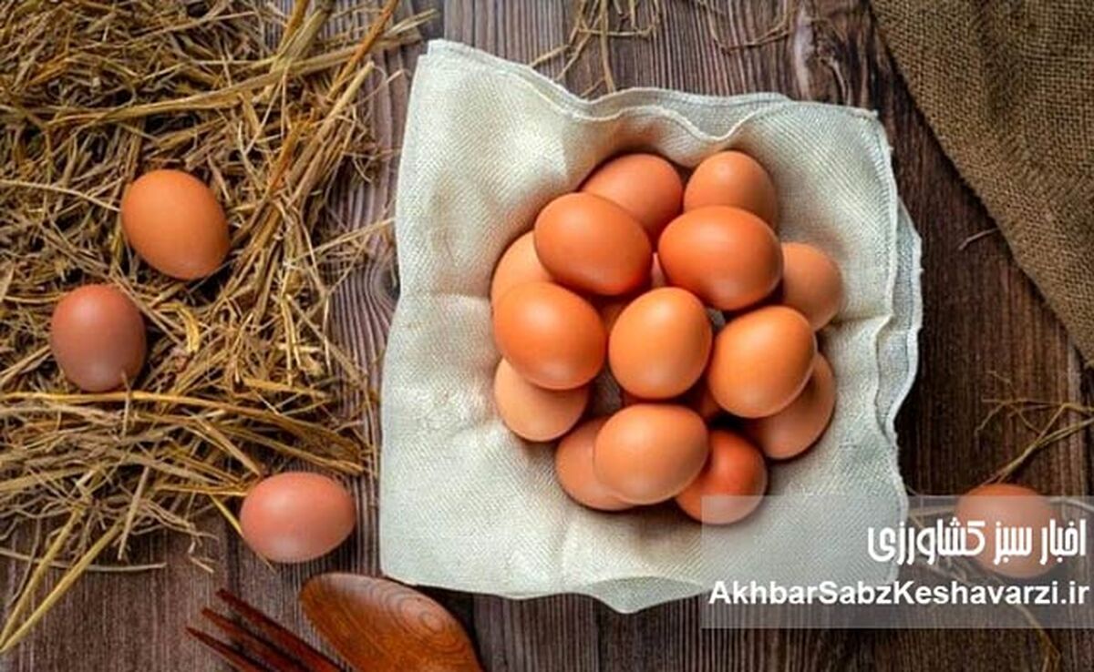 عرضه تخم مرغ در شهرهای مسافرپذیر افزایش یافت

