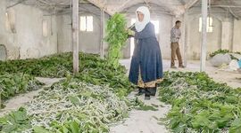 پرورش کرم ابریشم/ جایگاه ایران در تولید ابریشم جهان

