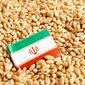 واردات گندم در آستانه تغییر؛ بخش خصوصی وارد میدان شد