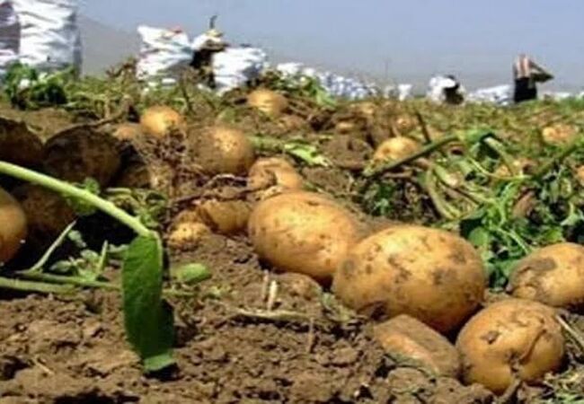 تزریق روزانه هزار کامیون سیب‌زمینی به میدان مرکزی؛ بازار به تعادل رسید 