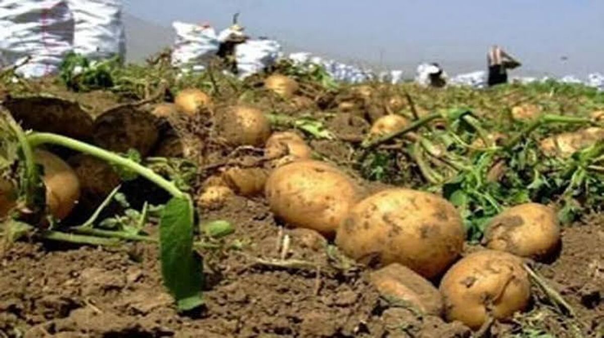 تزریق روزانه هزار کامیون سیب‌زمینی به میدان مرکزی؛ بازار به تعادل رسید 