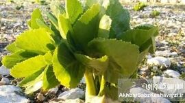 گیاهان دارویی ویژه ایران