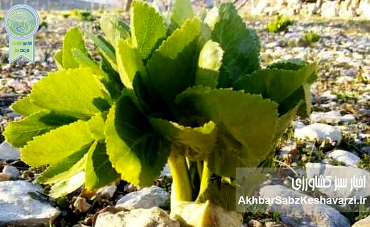 گیاهان دارویی ویژه ایران